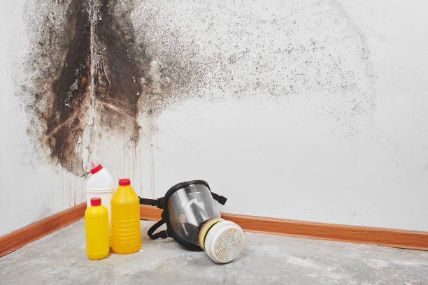 Best Crawl Space Mold Removal  in Theresa, WI