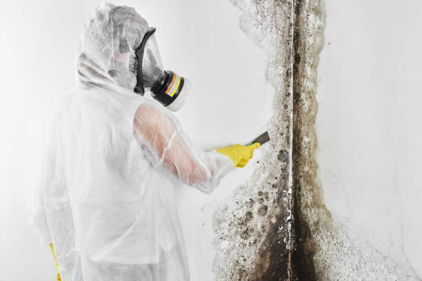 Best Residential Mold Removal  in Theresa, WI