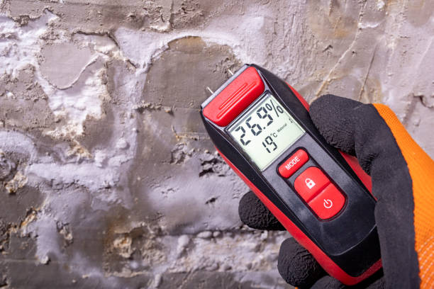Best Fast Mold Removal  in Theresa, WI