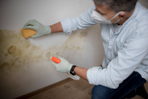 Best Mold Testing  in Theresa, WI