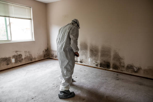Best Office Mold Removal Services  in Theresa, WI