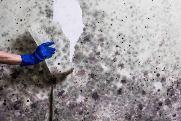 Mold Testing and Removal in Theresa, WI