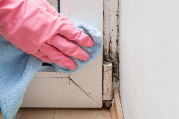 Best Mold Testing and Removal  in Theresa, WI